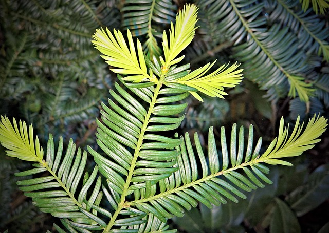 A yew branch with light green new growth sprouting from th eends